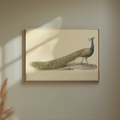 Premium Poster of Elegant Peacock Illustration Japanese Art Posters