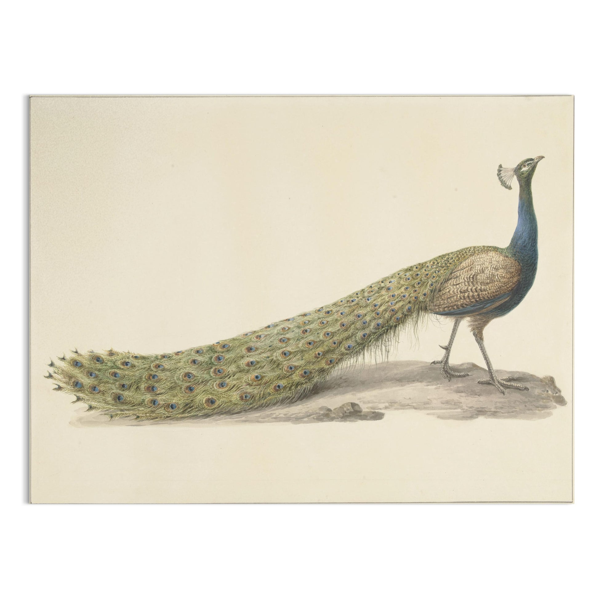 Premium Poster of Elegant Peacock Illustration Japanese Art Posters