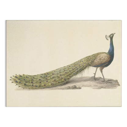 Premium Poster of Elegant Peacock Illustration Japanese Art Posters
