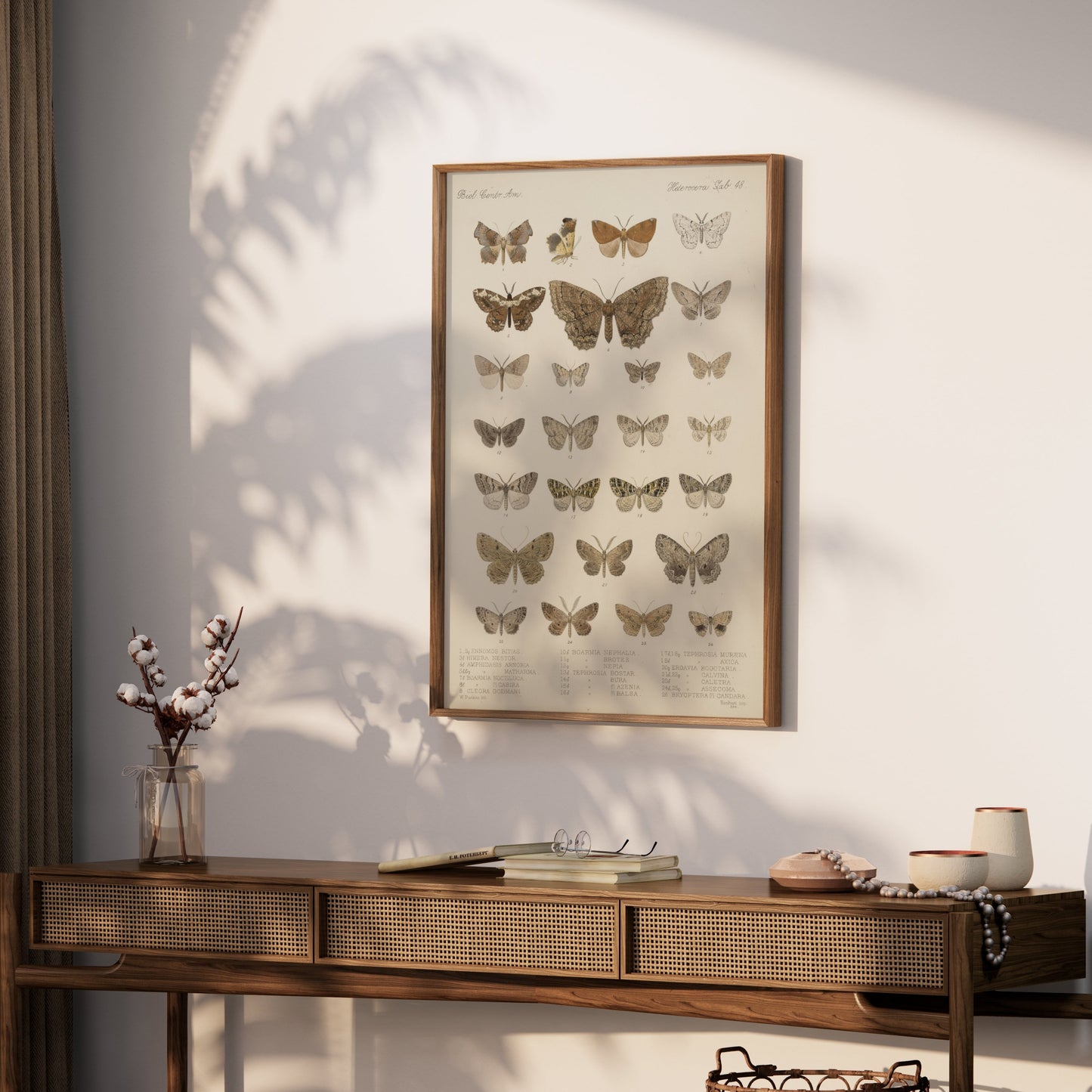 Premium Poster of Exquisite Collection of Vintage Butterfly Science Posters