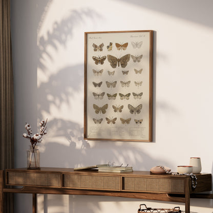 Premium Poster of Exquisite Collection of Vintage Butterfly Science Posters