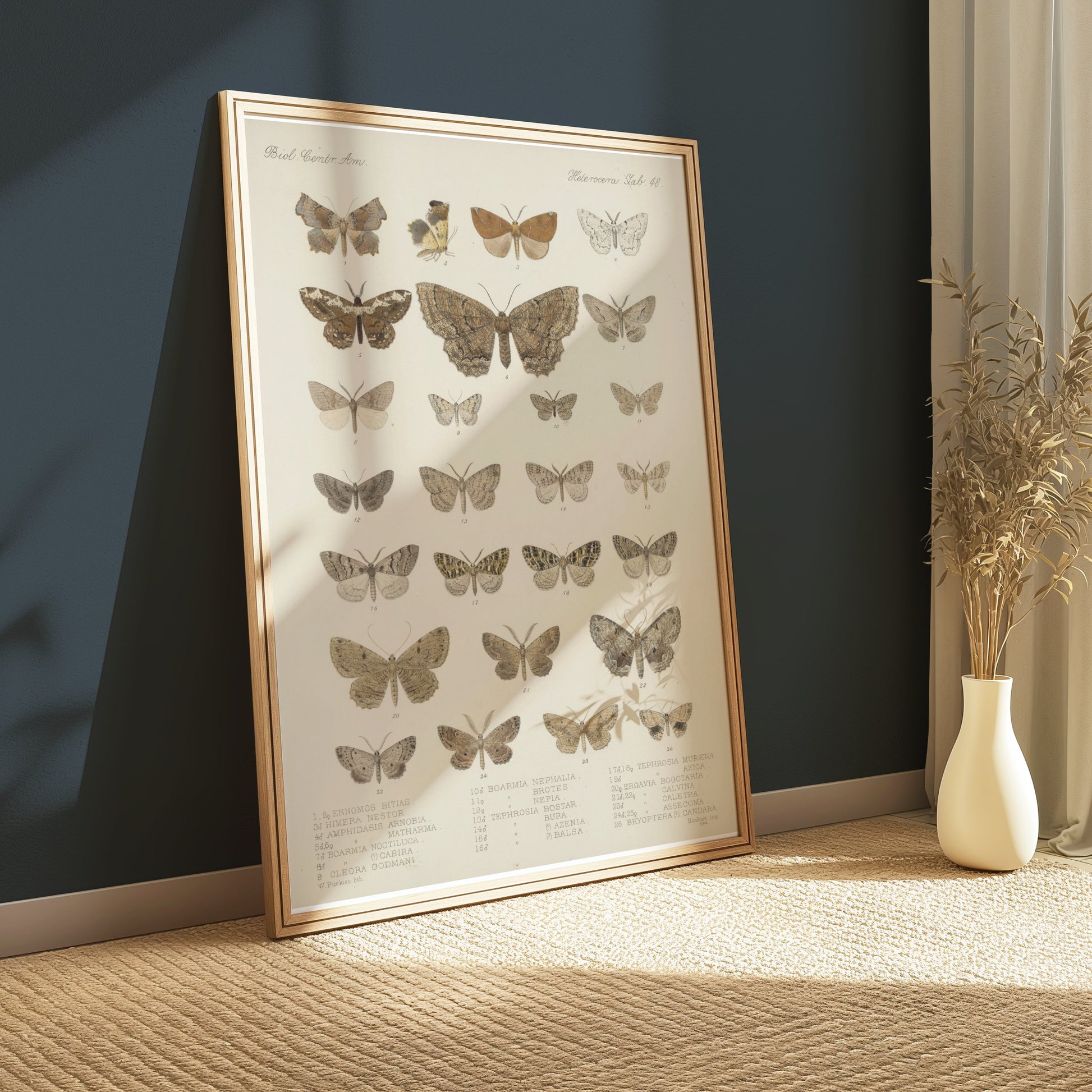 Premium Poster of Exquisite Collection of Vintage Butterfly Science Posters