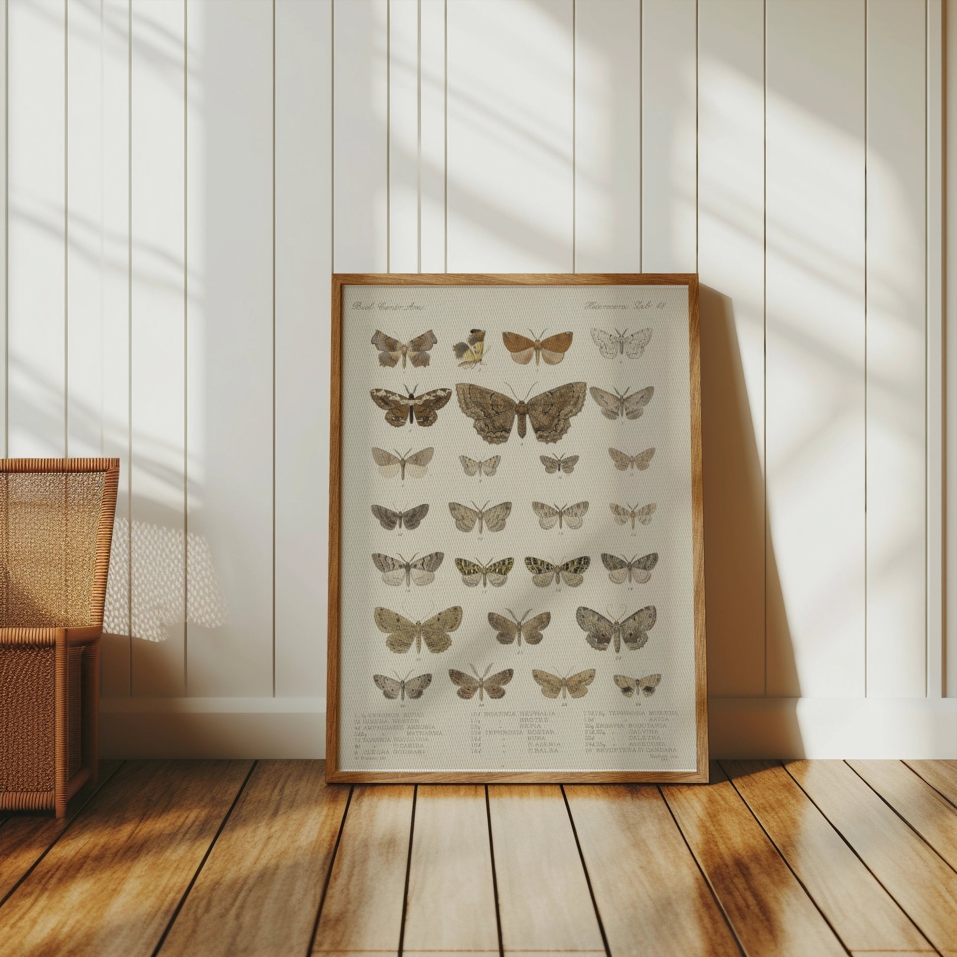 Premium Poster of Exquisite Collection of Vintage Butterfly Science Posters