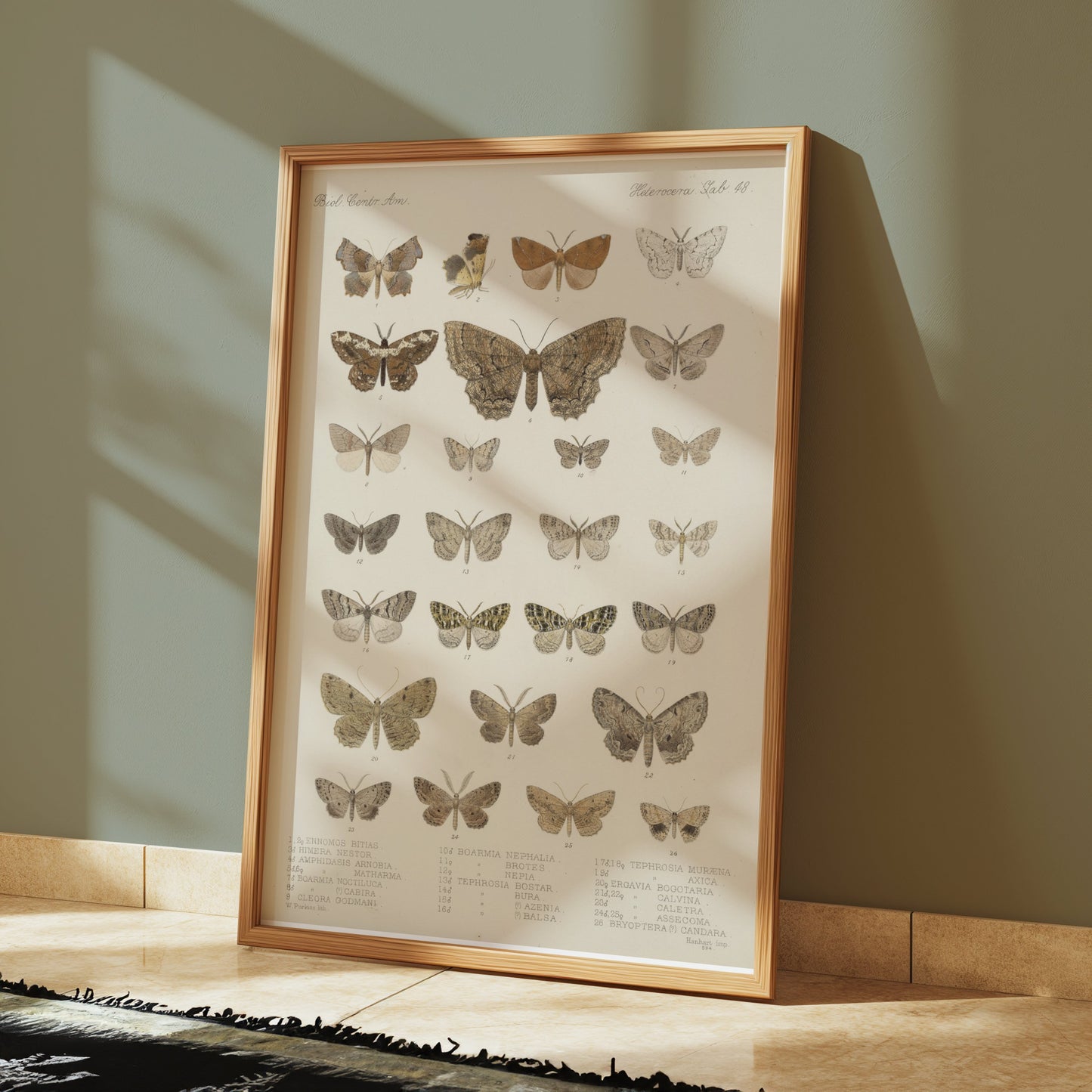 Premium Poster of Exquisite Collection of Vintage Butterfly Science Posters