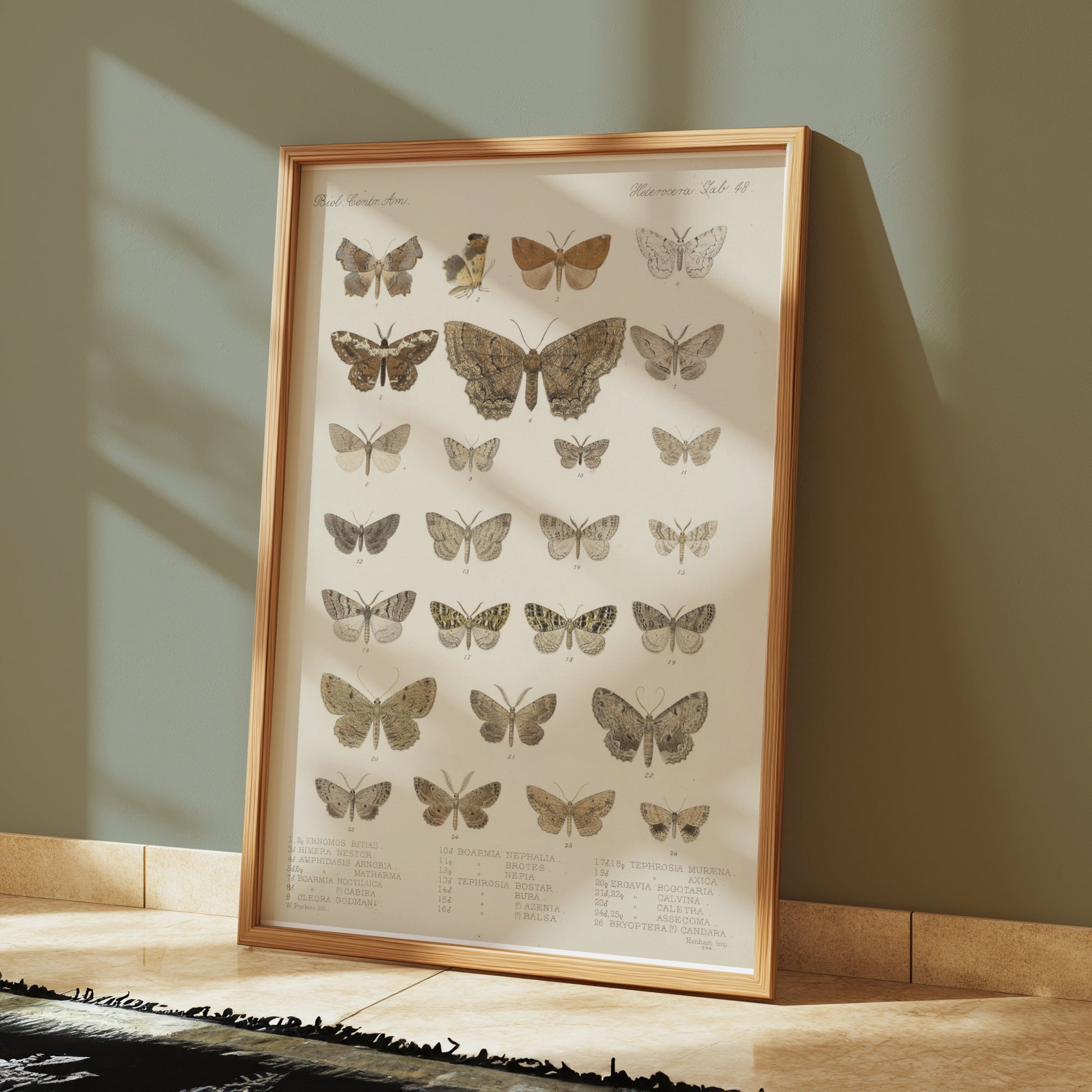 Premium Poster of Exquisite Collection of Vintage Butterfly Science Posters