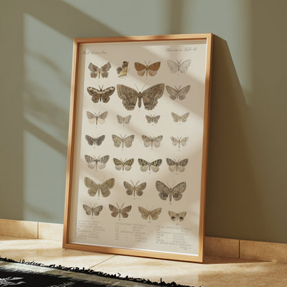 Premium Poster of Exquisite Collection of Vintage Butterfly Science Posters