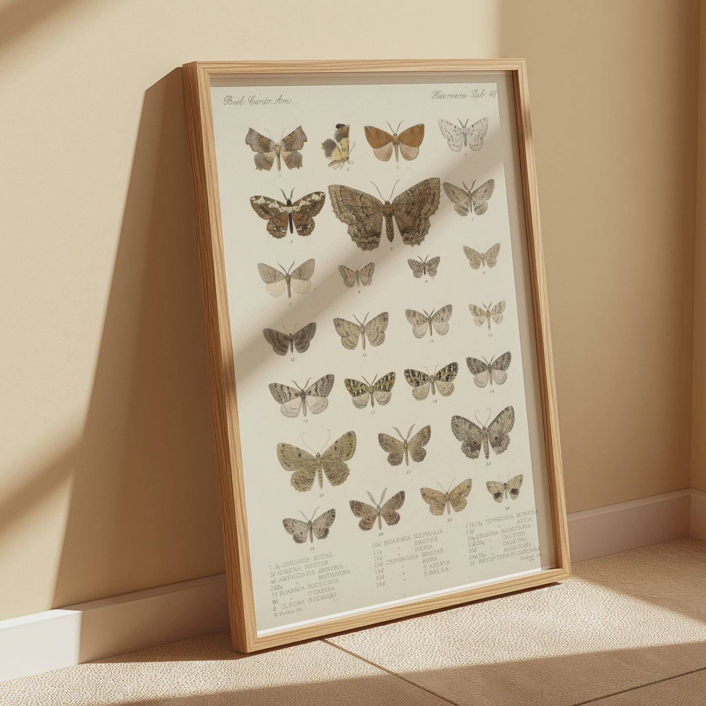 Premium Poster of Exquisite Collection of Vintage Butterfly Science Posters