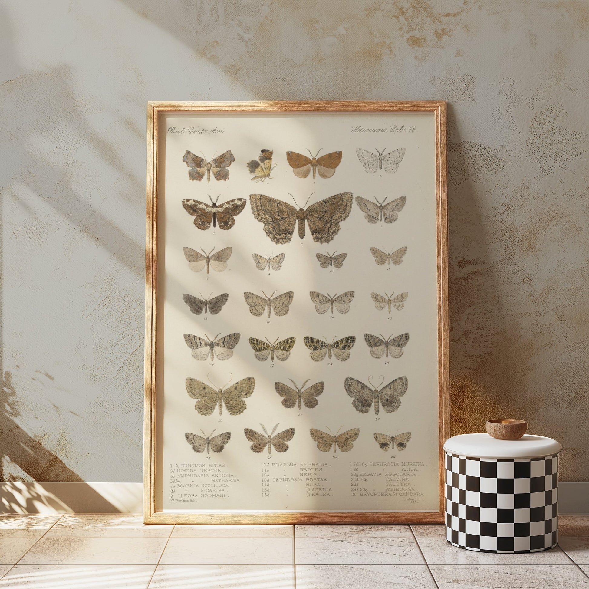Premium Poster of Exquisite Collection of Vintage Butterfly Science Posters