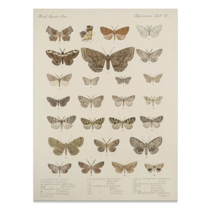Premium Poster of Exquisite Collection of Vintage Butterfly Science Posters