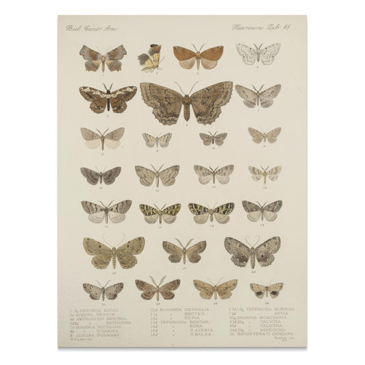 Premium Poster of Exquisite Collection of Vintage Butterfly Science Posters