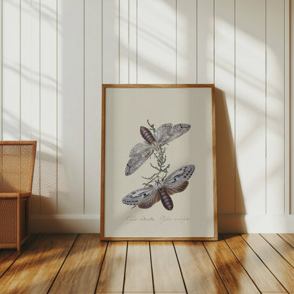 Premium Poster of Exquisite Vintage Style Moth Insect Wall Art Posters