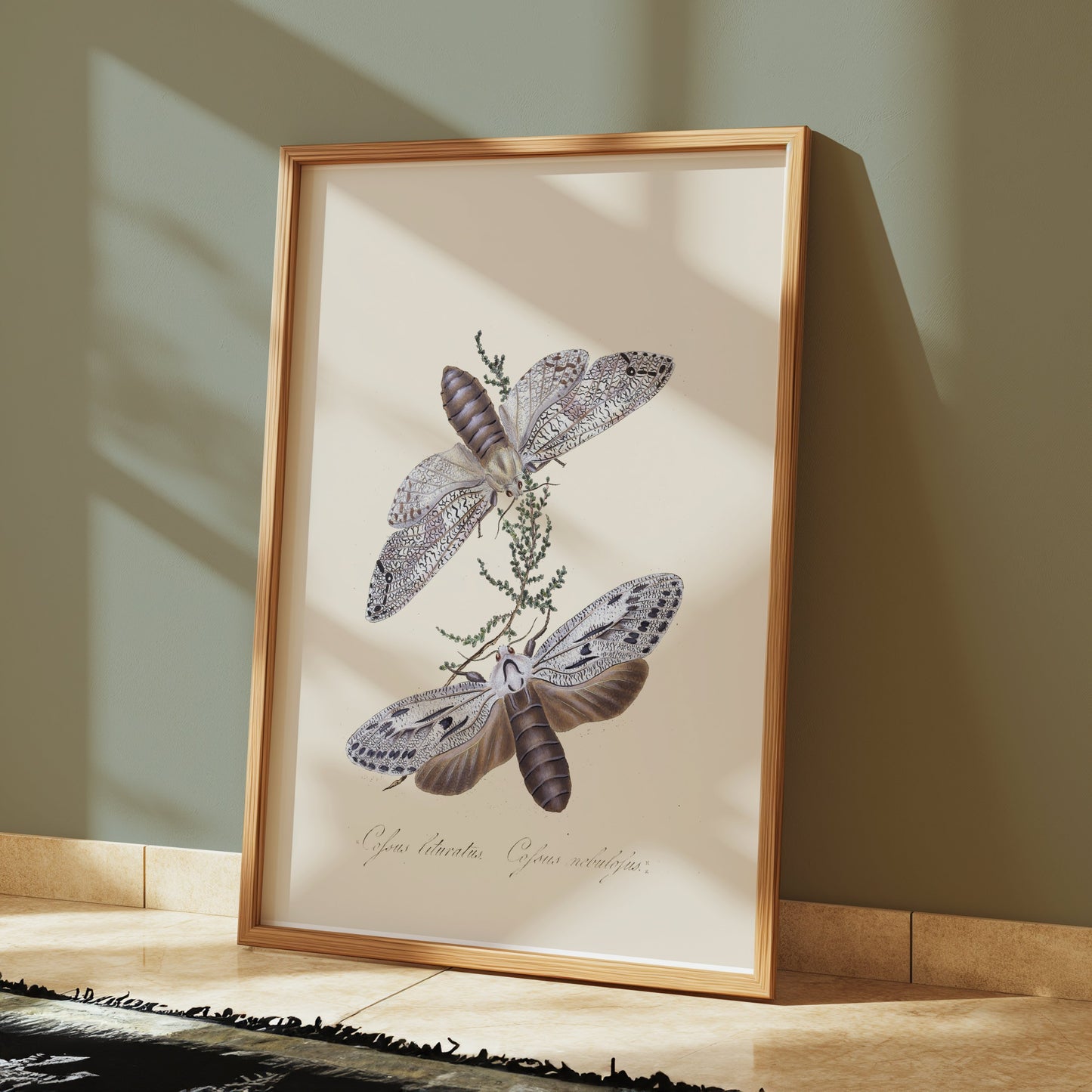 Premium Poster of Exquisite Vintage Style Moth Insect Wall Art Posters