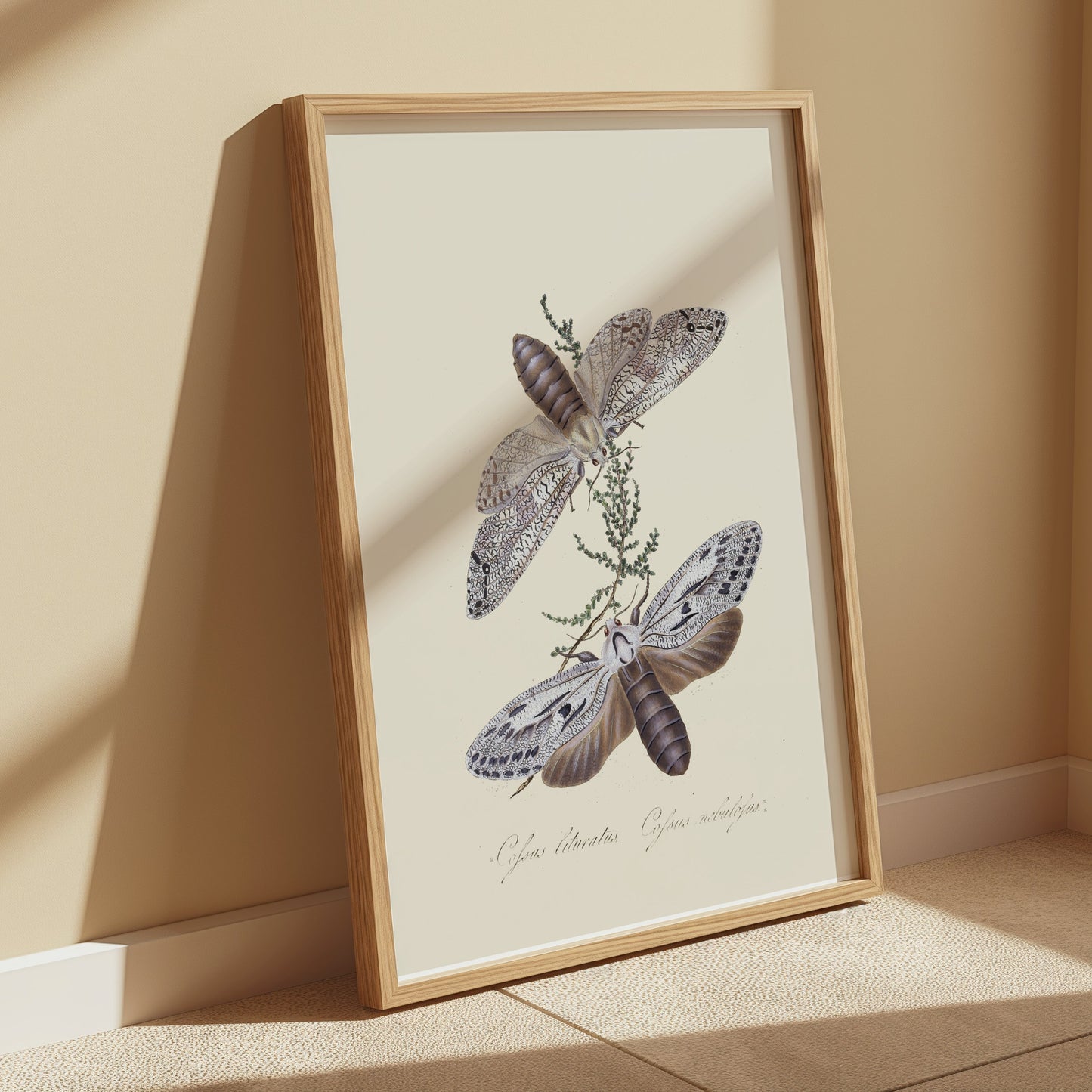 Premium Poster of Exquisite Vintage Style Moth Insect Wall Art Posters