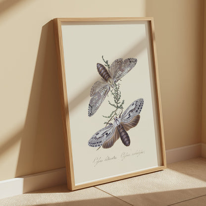 Premium Poster of Exquisite Vintage Style Moth Insect Wall Art Posters