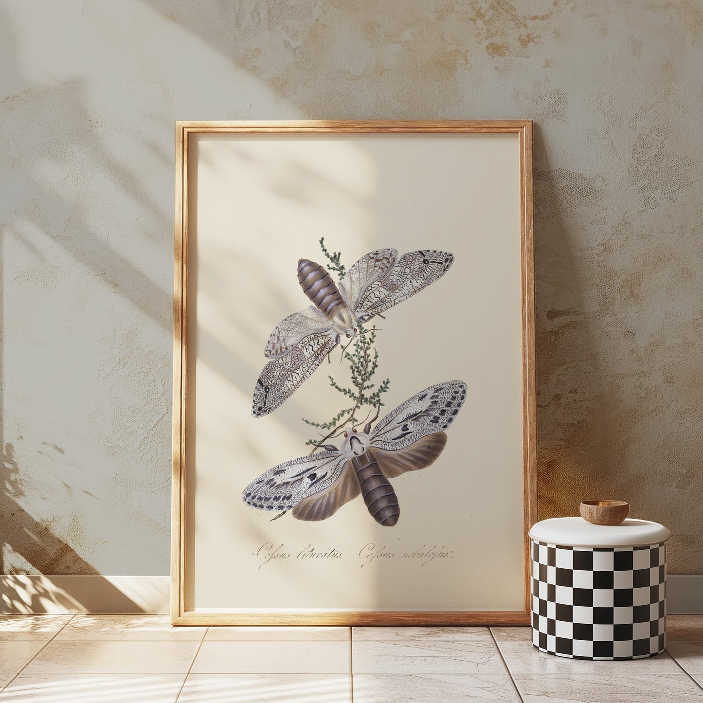 Premium Poster of Exquisite Vintage Style Moth Insect Wall Art Posters