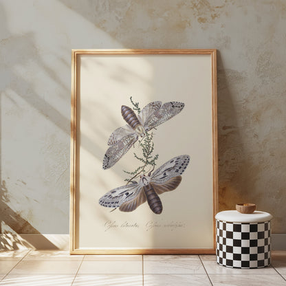 Premium Poster of Exquisite Vintage Style Moth Insect Wall Art Posters