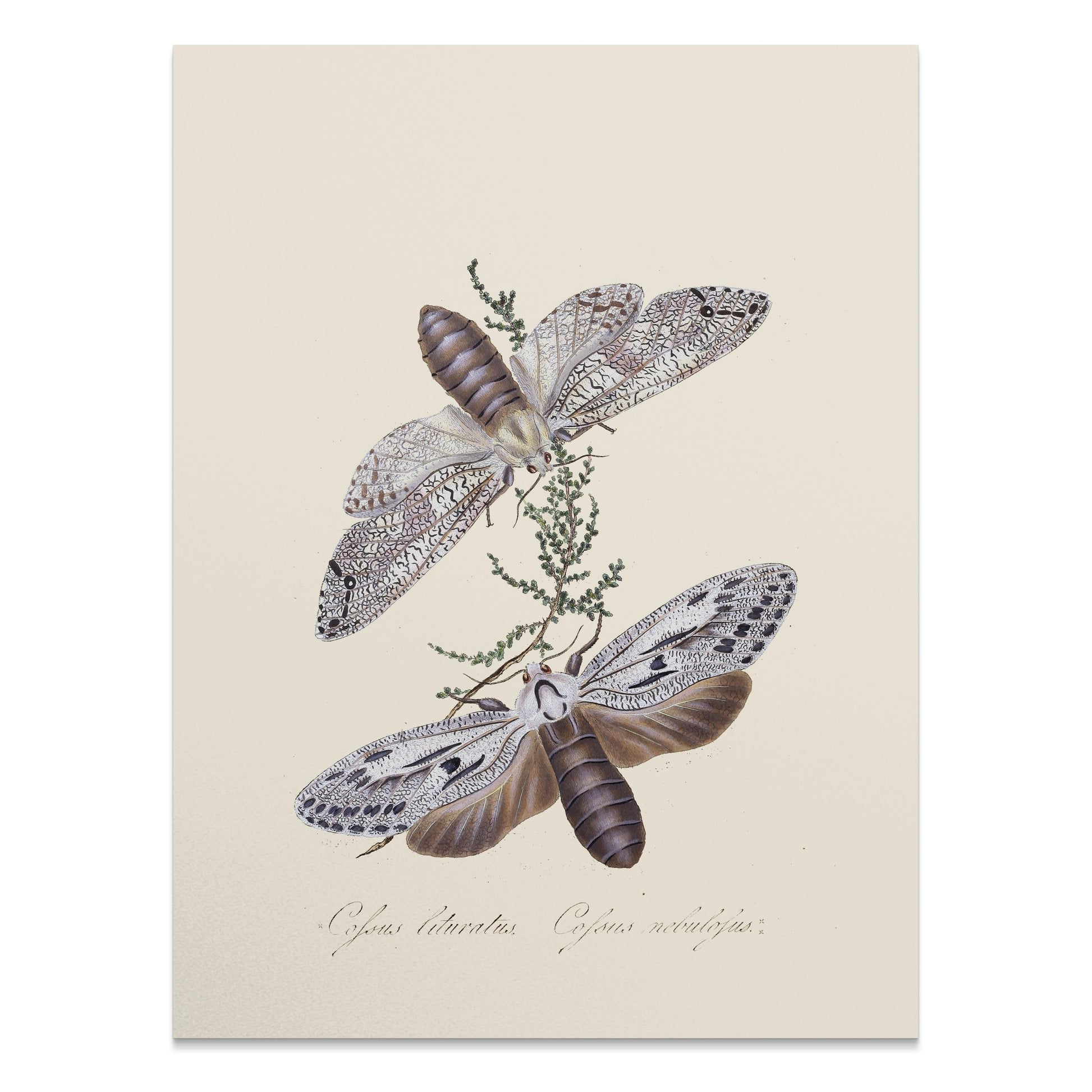 Premium Poster of Exquisite Vintage Style Moth Insect Wall Art Posters