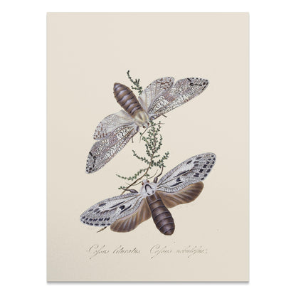 Premium Poster of Exquisite Vintage Style Moth Insect Wall Art Posters