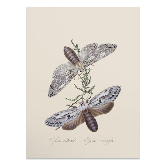Premium Poster of Exquisite Vintage Style Moth Insect Wall Art Posters