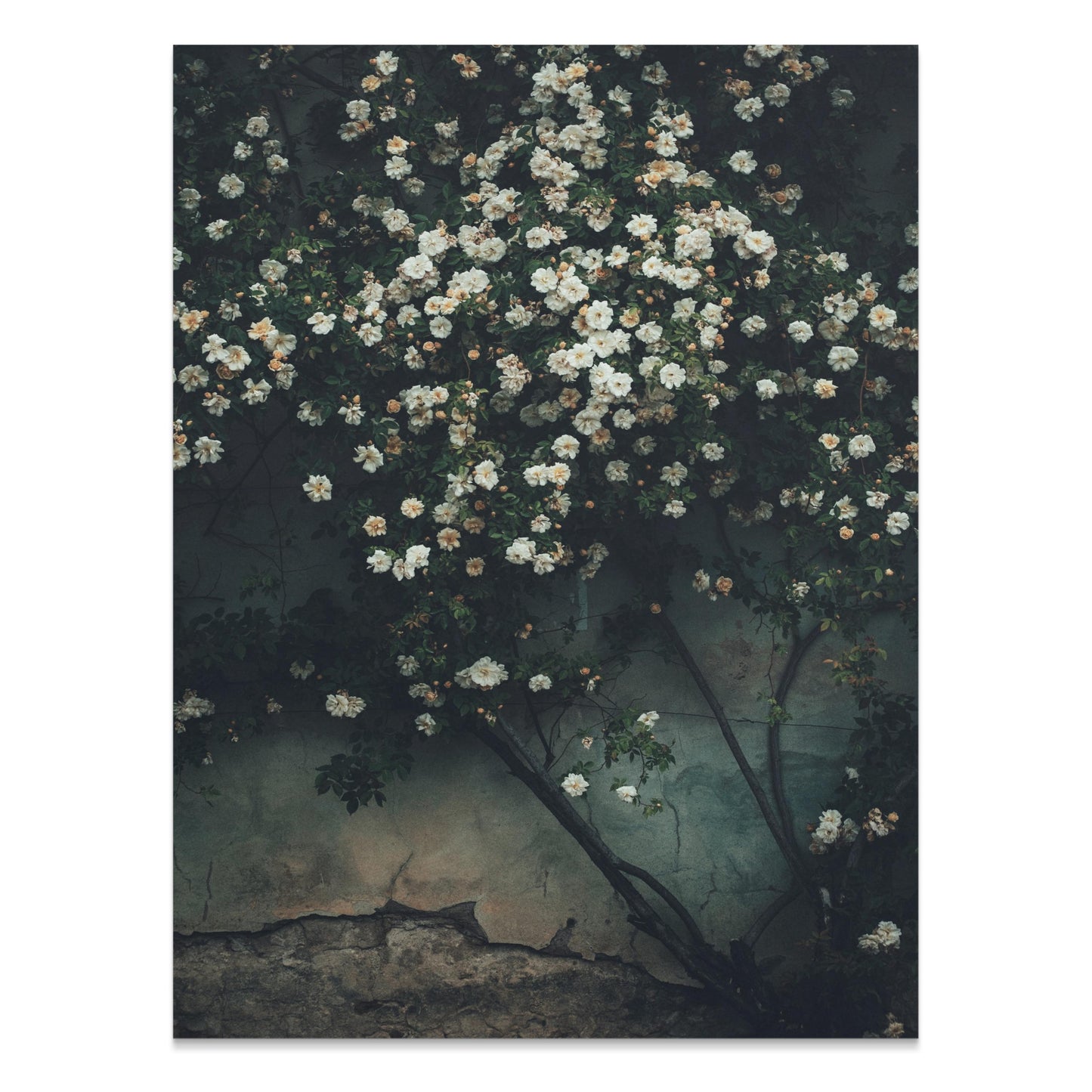 Premium Poster of Floral Wall with Climbing Roses Decorative Art Posters