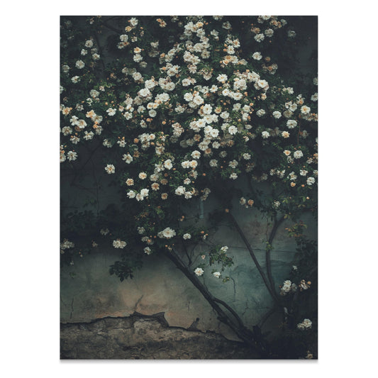 Premium Poster of Floral Wall with Climbing Roses Decorative Art Posters