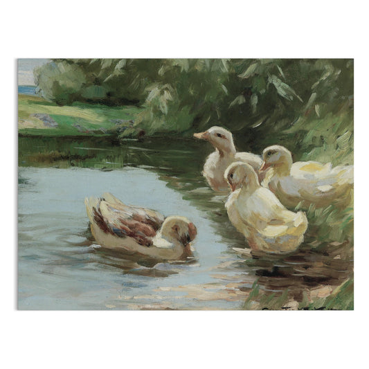 Premium Poster of Four Ducks Swimming in a Pond Peaceful Artwork Posters