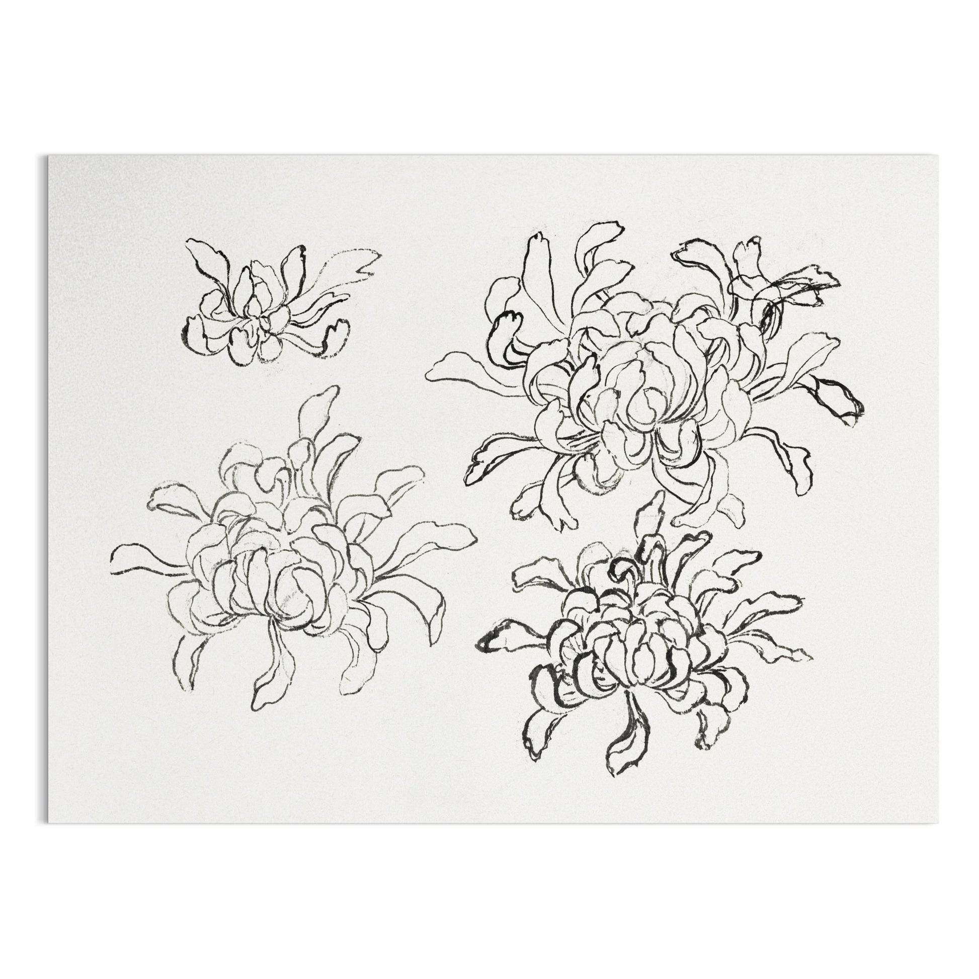 Premium Poster of Japanese Art Chrysanthemum Sketch Wall Decor Posters