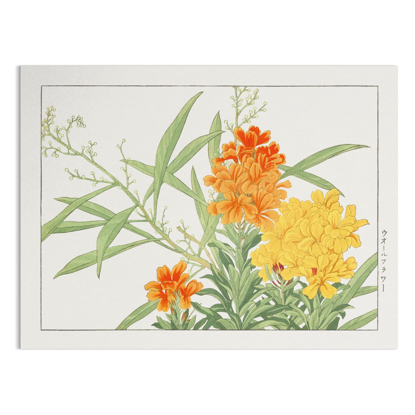 Premium Poster of Japanese Botanical Marigold Illustration Art Posters