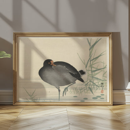 Premium Poster of Japanese Moorhen Standing in Water Wall Art Posters