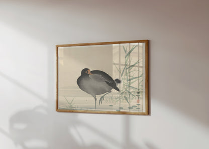 Premium Poster of Japanese Moorhen Standing in Water Wall Art Posters