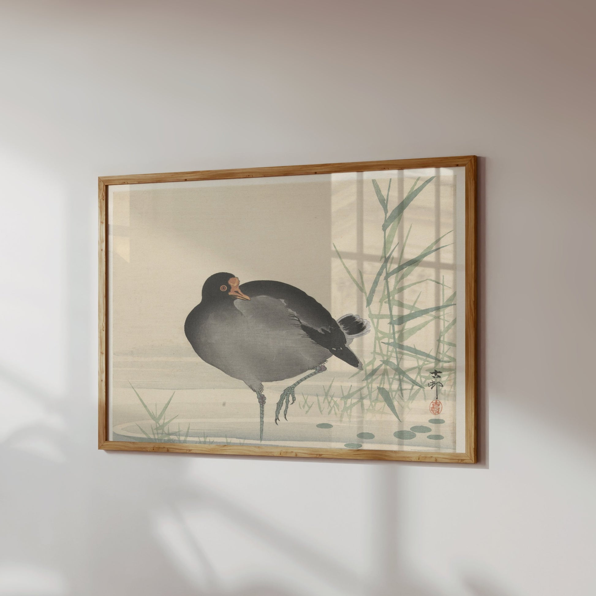 Premium Poster of Japanese Moorhen Standing in Water Wall Art Posters