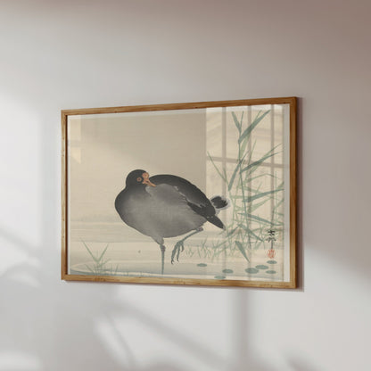 Premium Poster of Japanese Moorhen Standing in Water Wall Art Posters