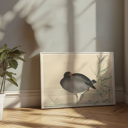 Premium Poster of Japanese Moorhen Standing in Water Wall Art Posters
