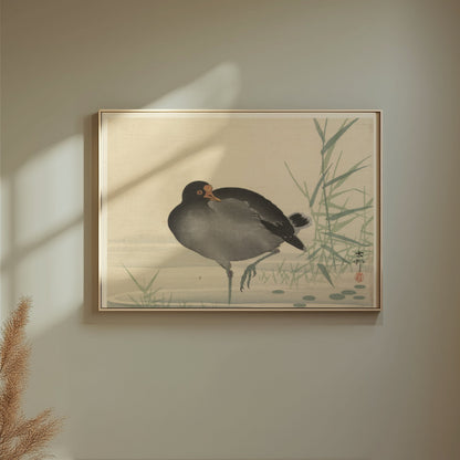 Premium Poster of Japanese Moorhen Standing in Water Wall Art Posters