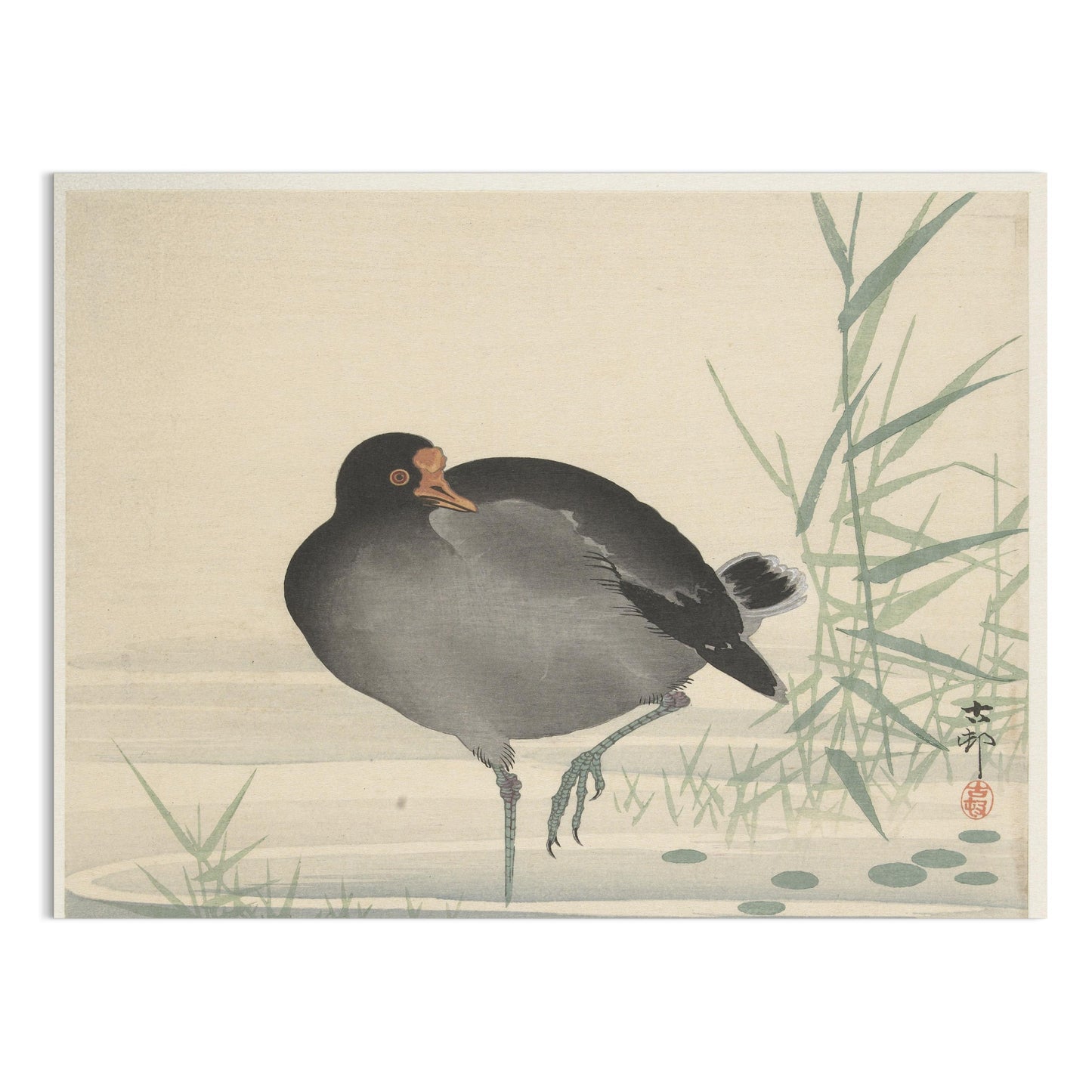 Premium Poster of Japanese Moorhen Standing in Water Wall Art Posters