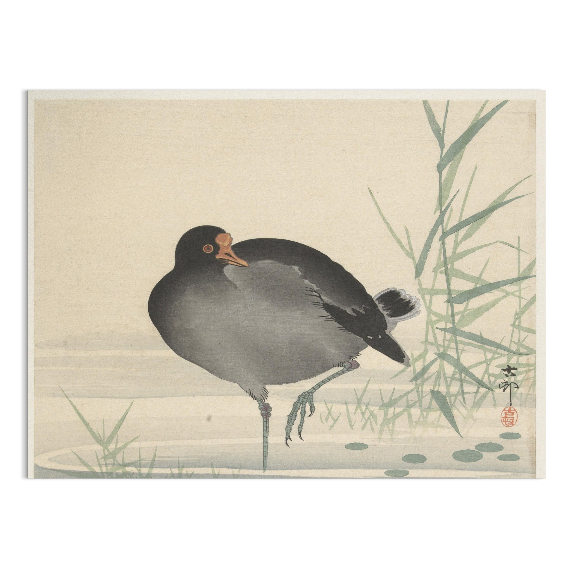 Premium Poster of Japanese Moorhen Standing in Water Wall Art Posters