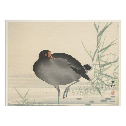 Premium Poster of Japanese Moorhen Standing in Water Wall Art Posters