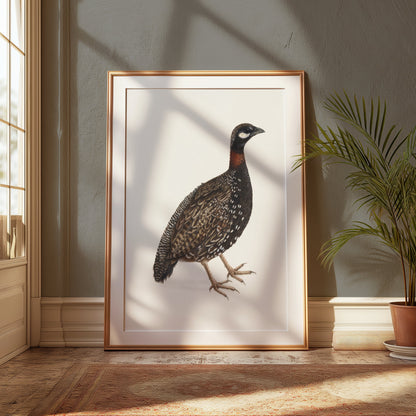 Premium Poster of Japanese Quail Bird Naturalistic Art Print Posters
