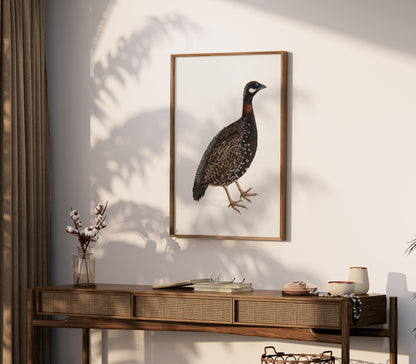 Premium Poster of Japanese Quail Bird Naturalistic Art Print Posters