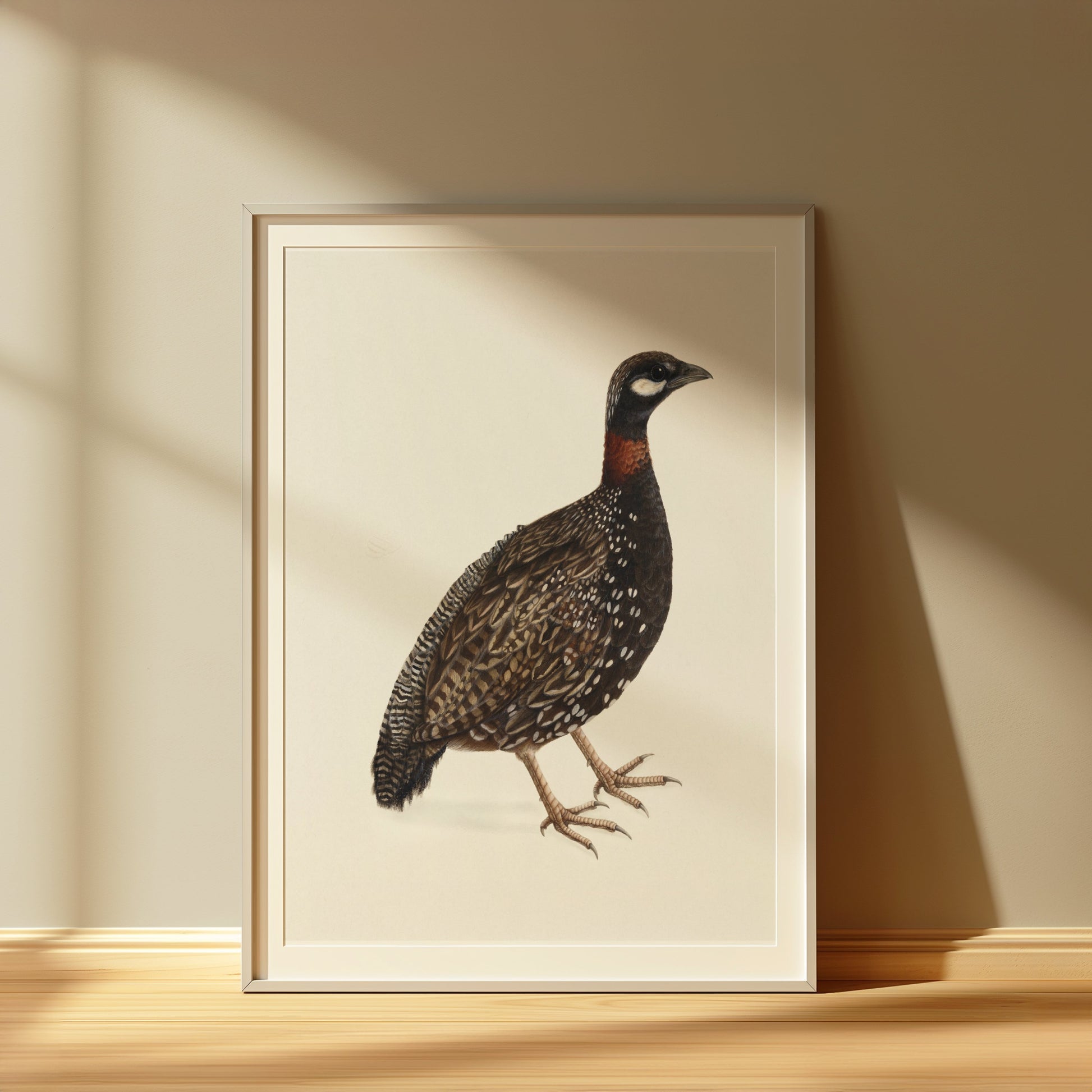 Premium Poster of Japanese Quail Bird Naturalistic Art Print Posters