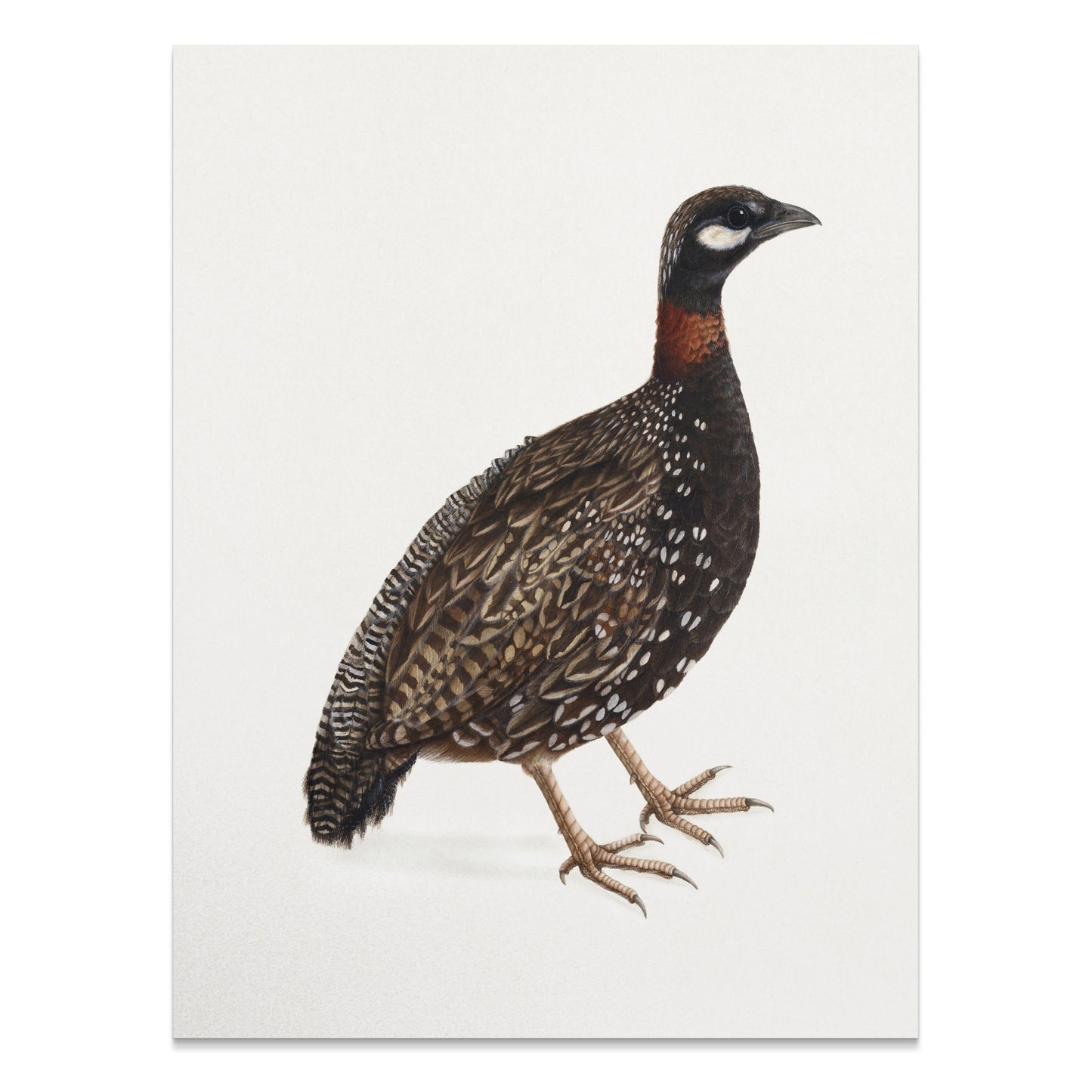 Premium Poster of Japanese Quail Bird Naturalistic Art Print Posters