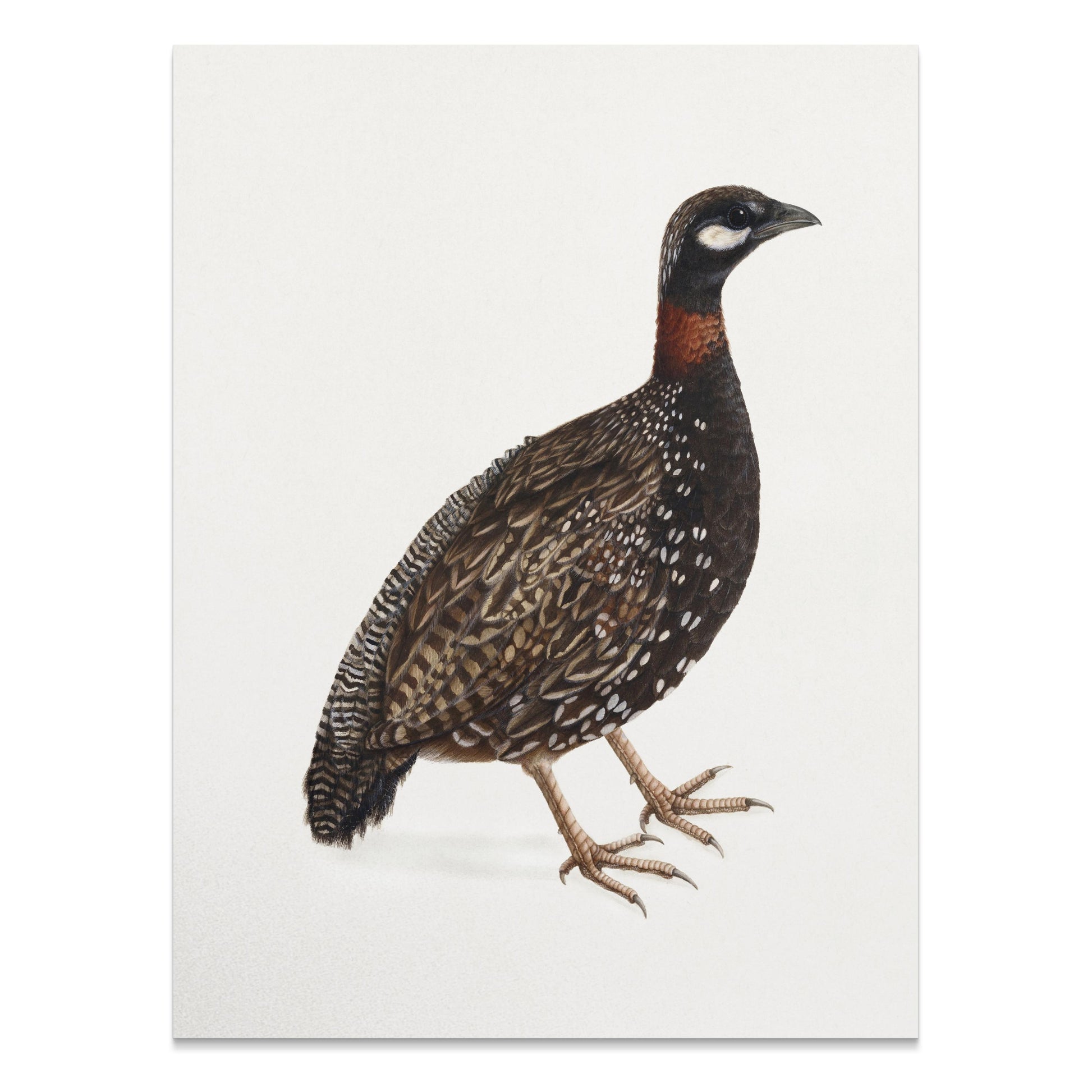 Premium Poster of Japanese Quail Bird Naturalistic Art Print Posters