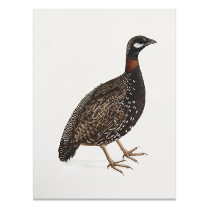 Premium Poster of Japanese Quail Bird Naturalistic Art Print Posters