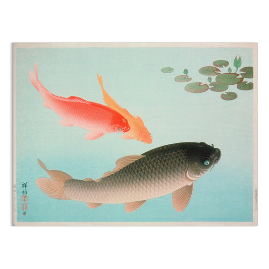 Premium Poster of Koi Fish in Tranquil Pond with Lily Pads Posters