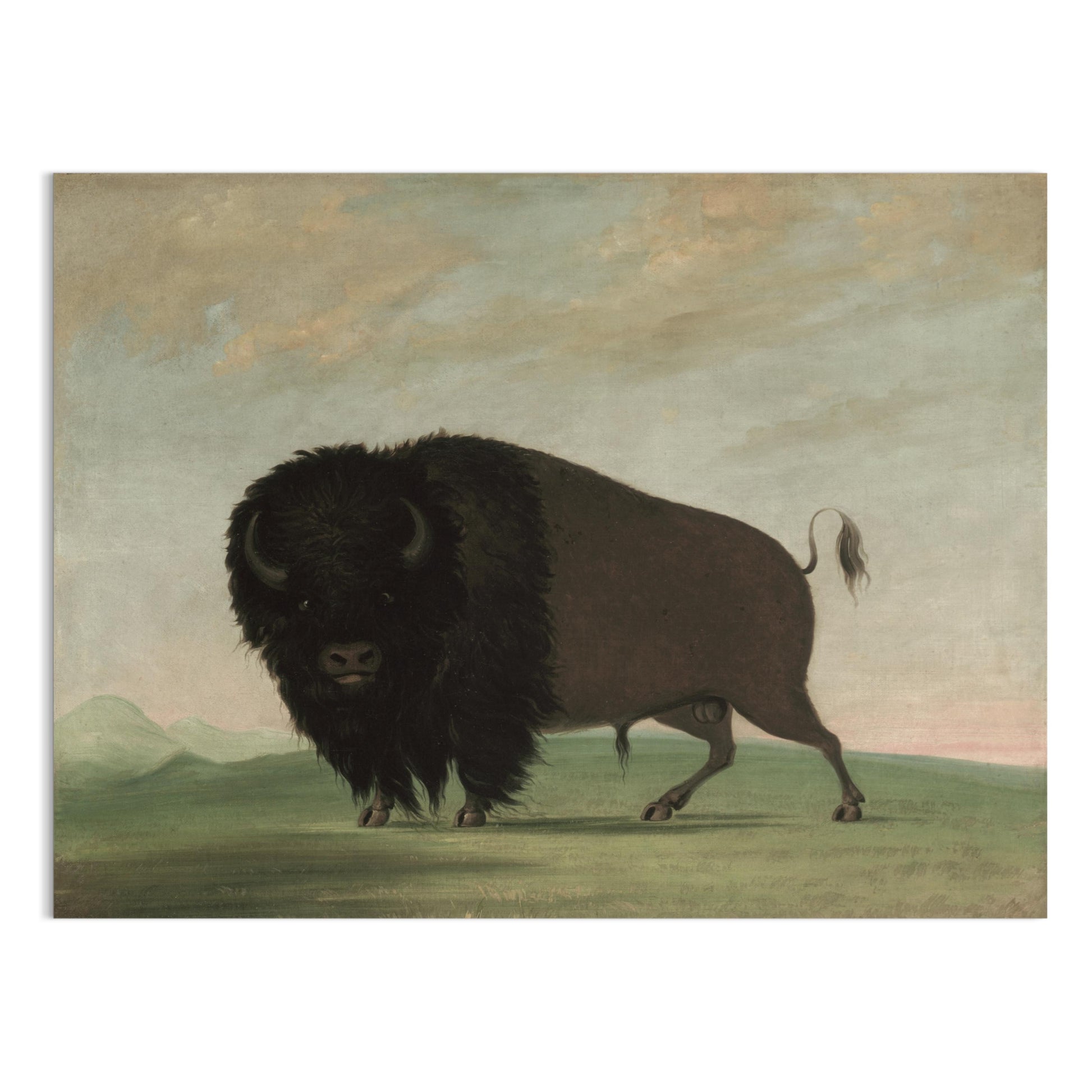 Premium Poster of Majestic Buffalo Standing Strong in Nature Scene Posters