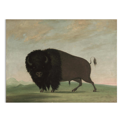 Premium Poster of Majestic Buffalo Standing Strong in Nature Scene Posters