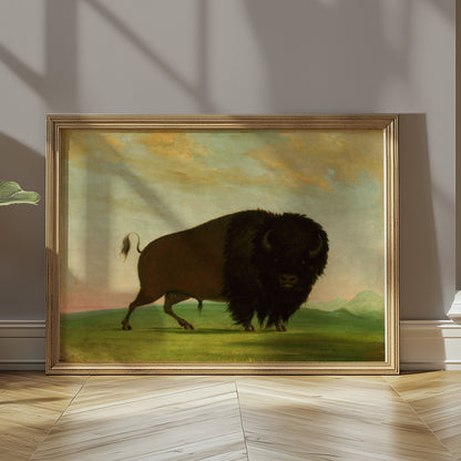 Premium Poster of Majestic Wild Bison on Grassland Art Print Posters