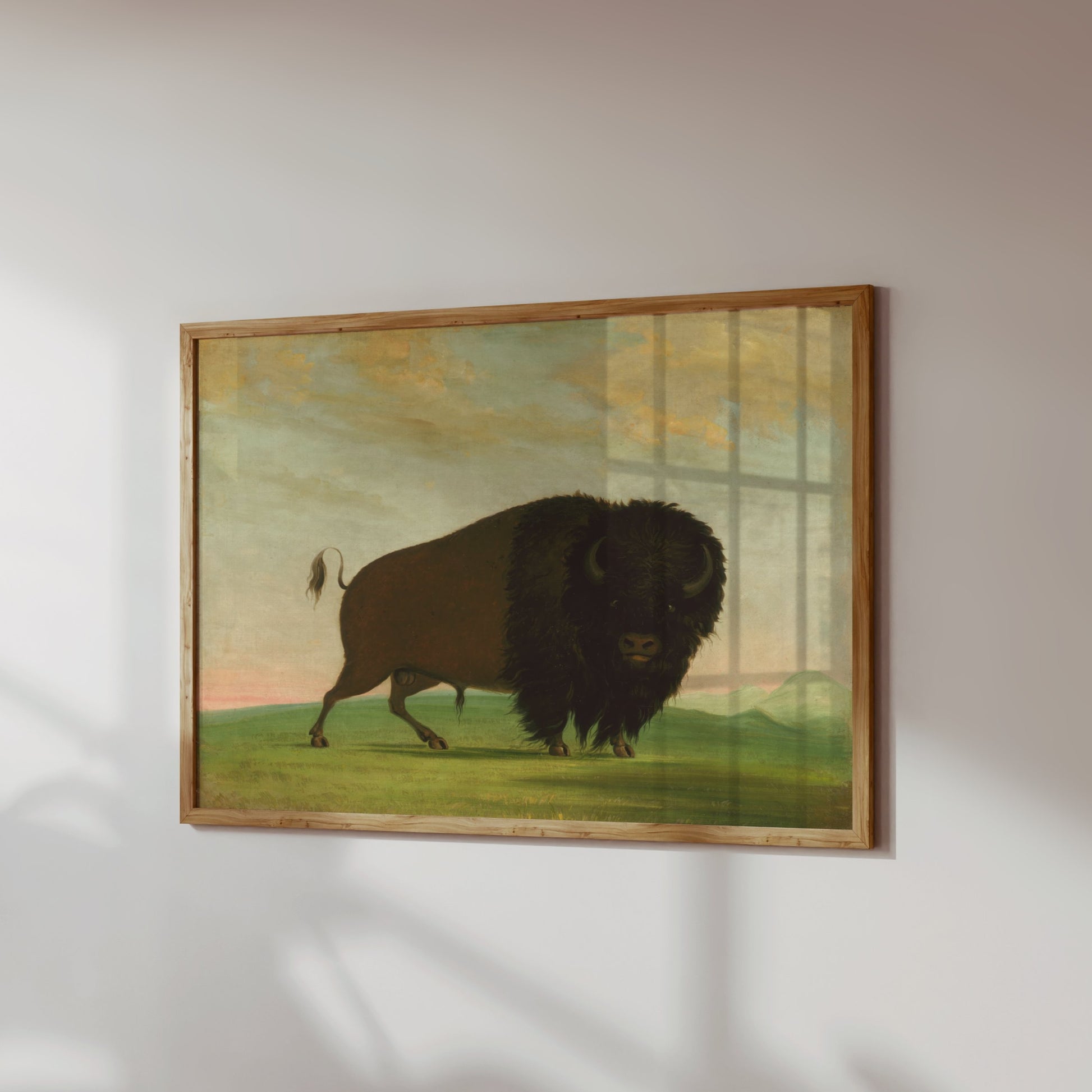 Premium Poster of Majestic Wild Bison on Grassland Art Print Posters