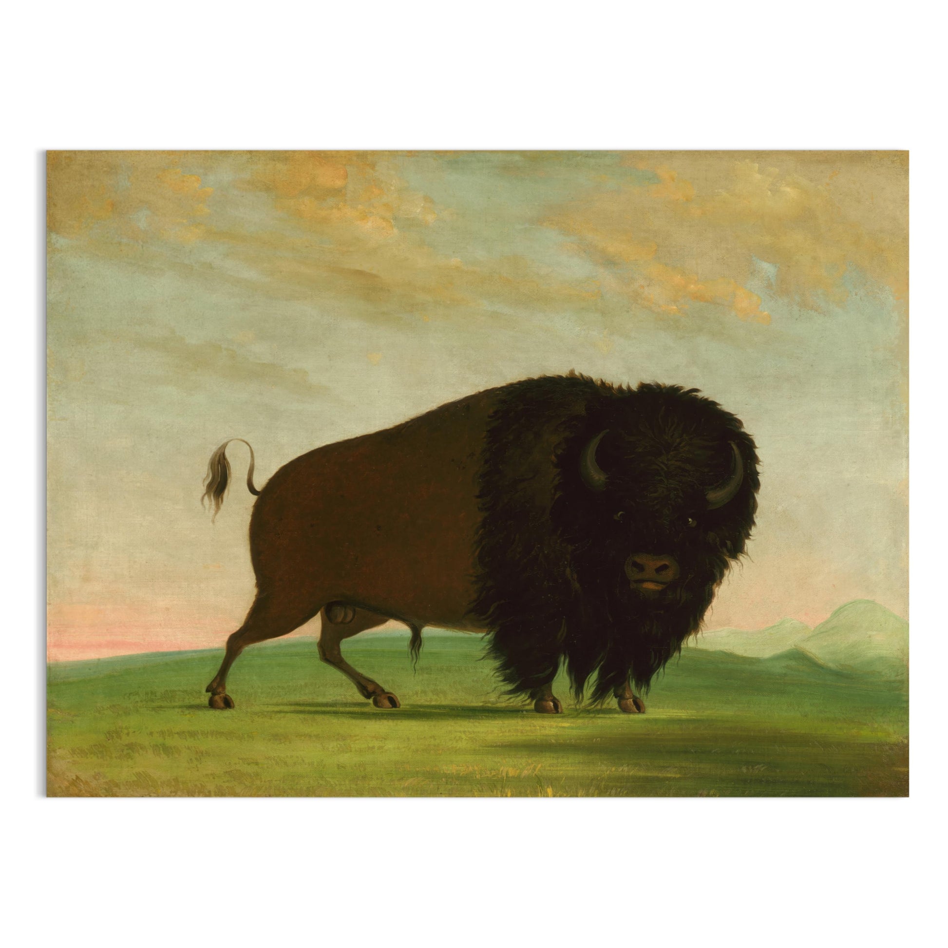 Premium Poster of Majestic Wild Bison on Grassland Art Print Posters