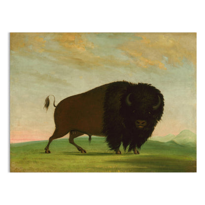 Premium Poster of Majestic Wild Bison on Grassland Art Print Posters